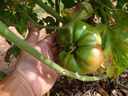 Web 2014-07-07-19 Heirloom Tomato Unscreened Compost 071.jpg